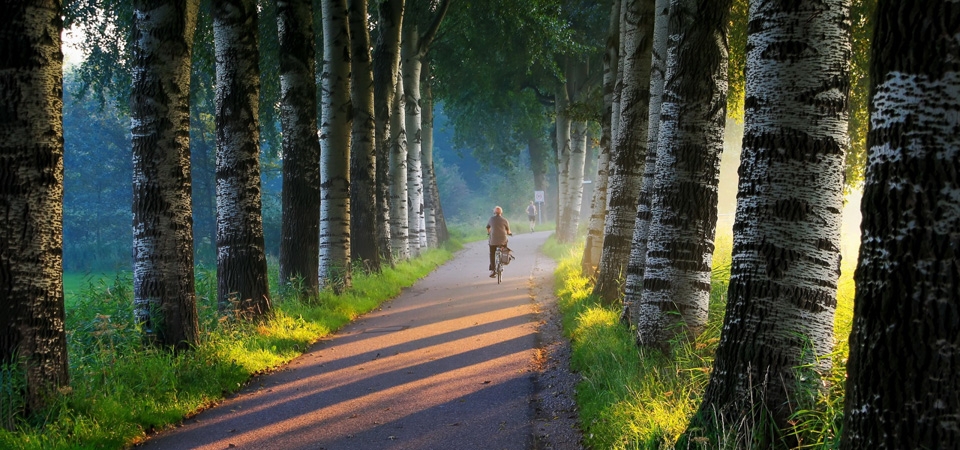 清晨的第一缕阳光照射在白桦树林路上唯美风壁纸