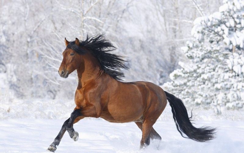 雪地里的奔驰骏马高清电脑壁纸