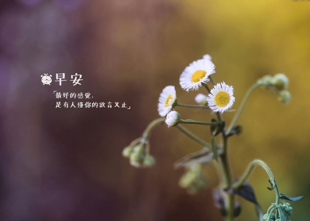 你好早安小清新植物背景文字图片