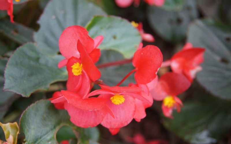 娇艳的红花植物图片