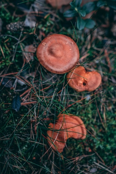 森林里的野蘑菇植物图片