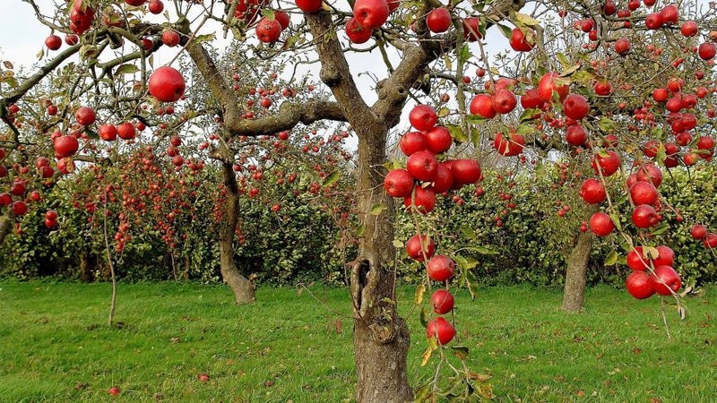 果园里成熟的苹果树高清电脑壁纸图片