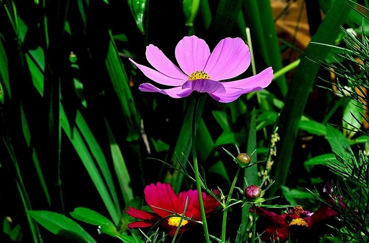 幸福之花格桑花高清植物图片大全