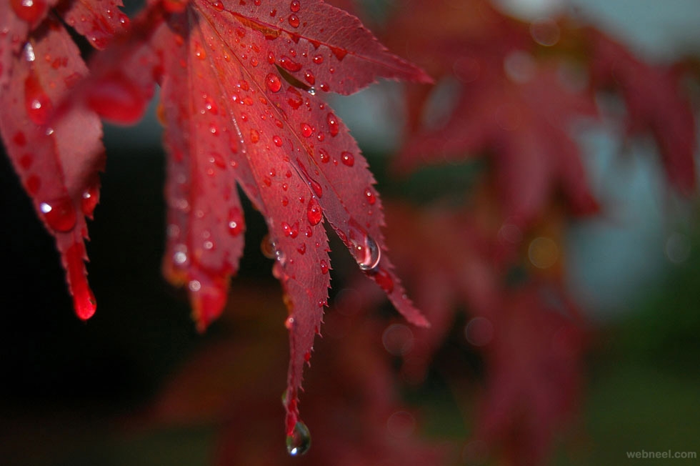 下雨的巴黎街头唯美风景图片