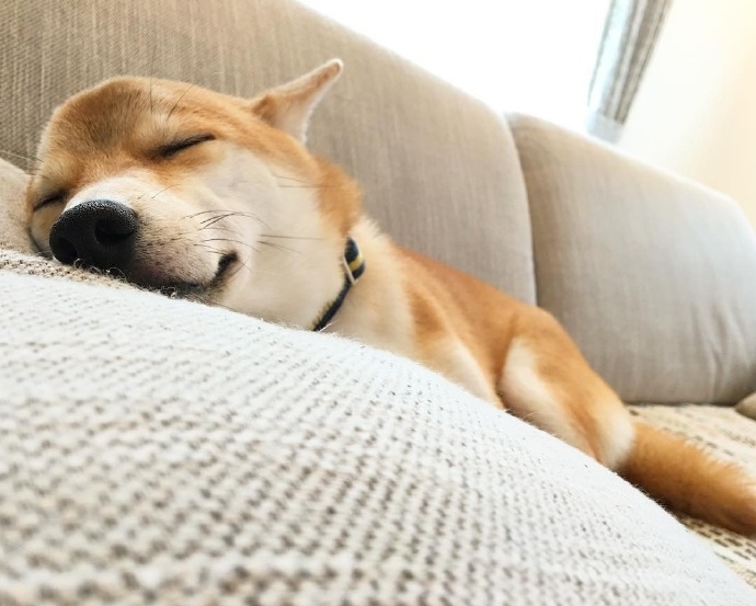 放假我只想睡觉可爱的狗狗图片