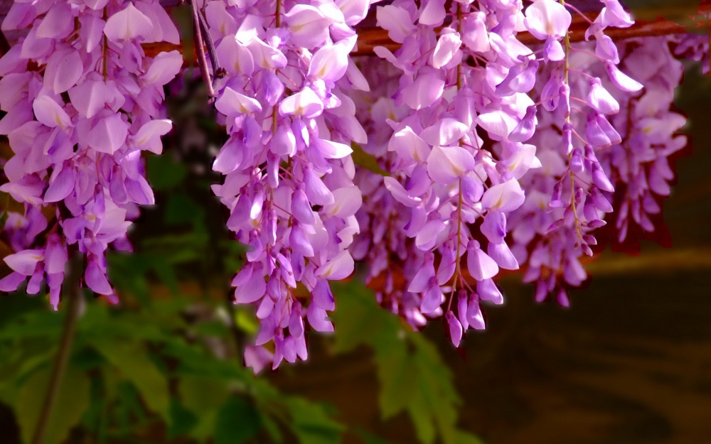 美丽的紫藤兰花海植物图片