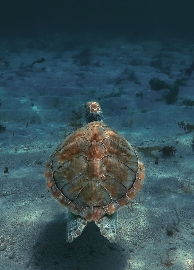 深海里的绿毛龟动物图片