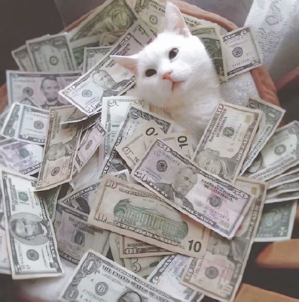 生活在钱堆里的可爱小猫咪图片大全