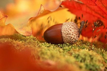 小清新的秋天自然风景图片