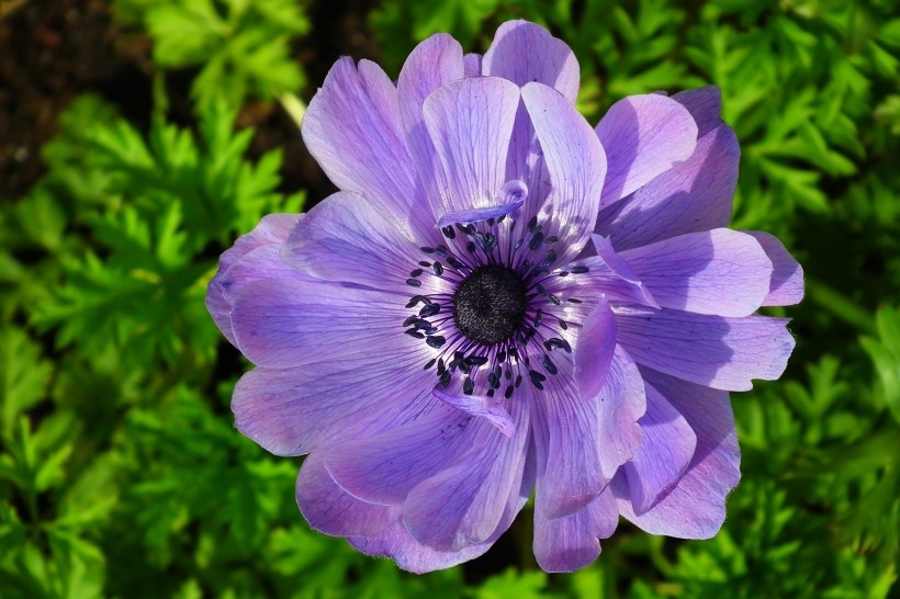 紫色日本银莲花植物图片图片