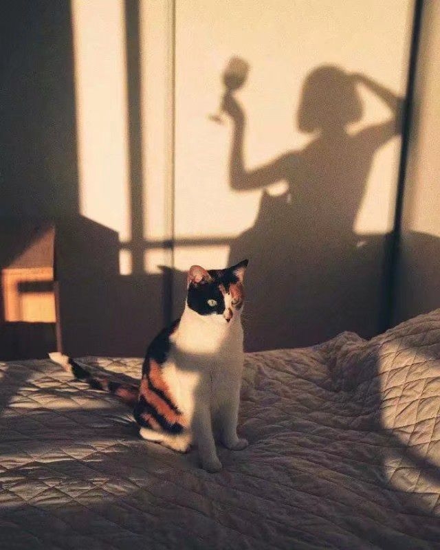夕阳下你的猫与影子都很美小清新唯美意境图片
