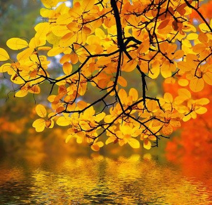 小清新的秋天自然风景图片