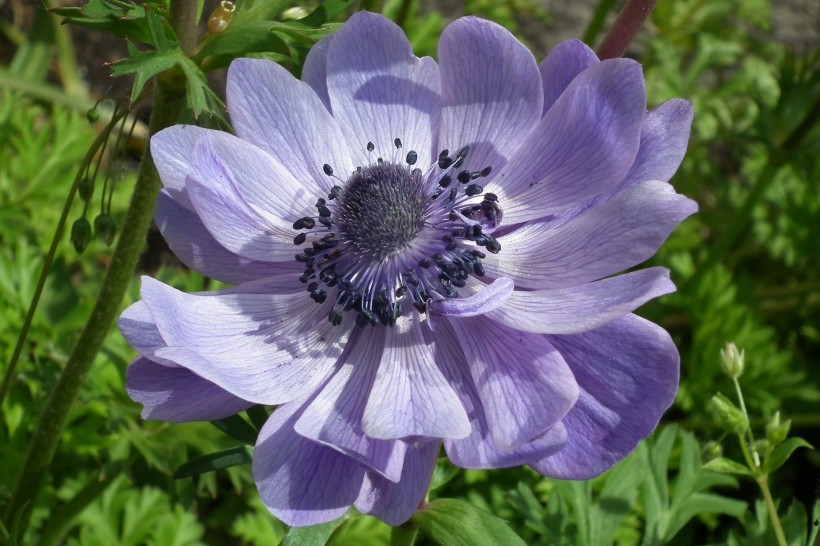 紫色日本银莲花植物图片图片