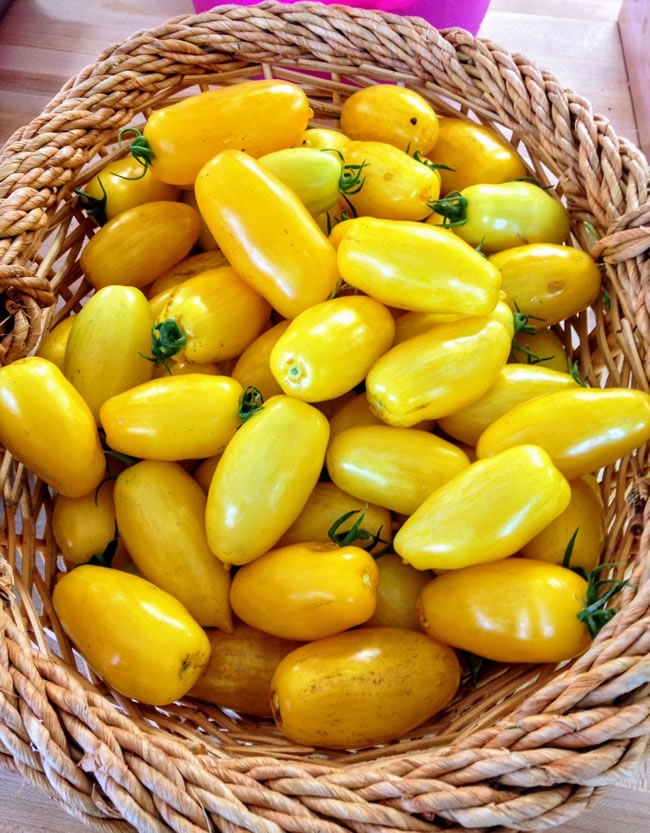 新鲜黄色小番茄水果图片