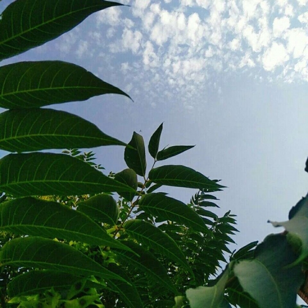 绿色的叶子配色蓝蓝的天空小清新唯美意境图片