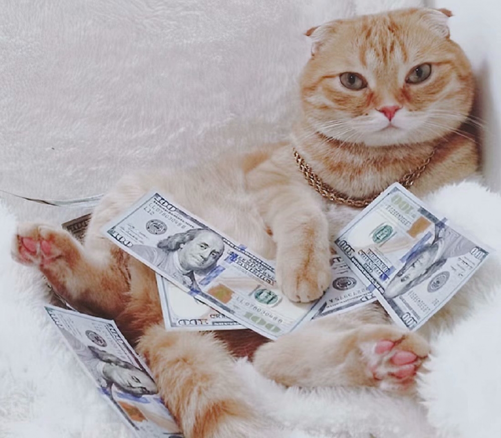 生活在钱堆里的可爱小猫咪图片大全