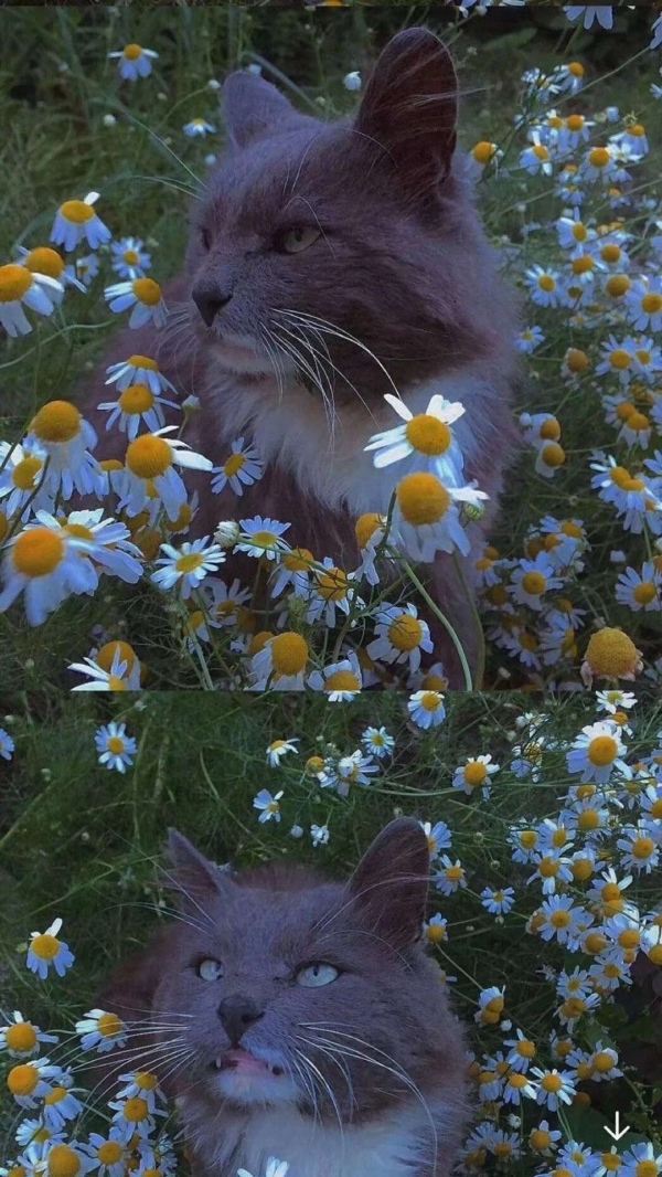 花丛中的可爱猫咪图片