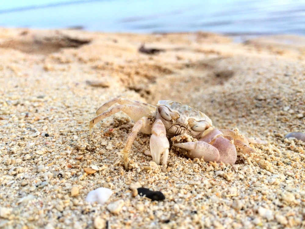 海滩上的螃蟹唯美小清新壁纸图片
