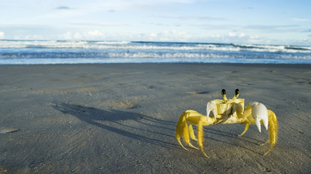 海滩上的螃蟹唯美小清新壁纸图片
