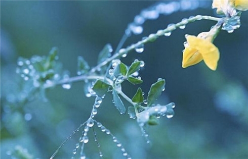 二十四节气谷雨唯美小清新图片