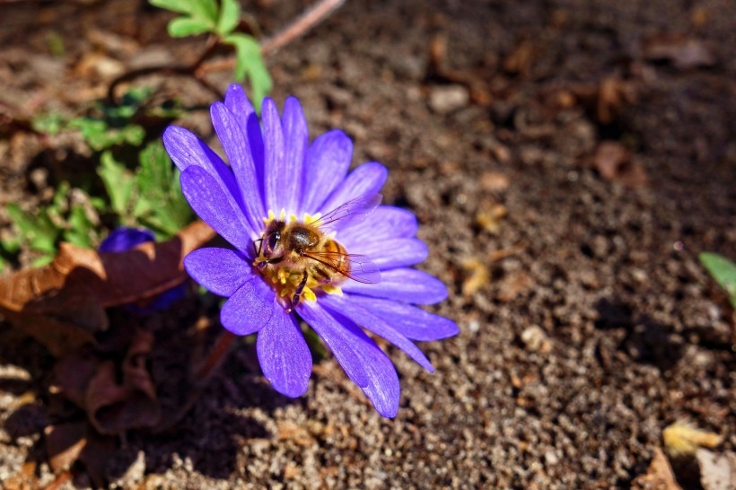 紫色日本银莲花植物图片图片