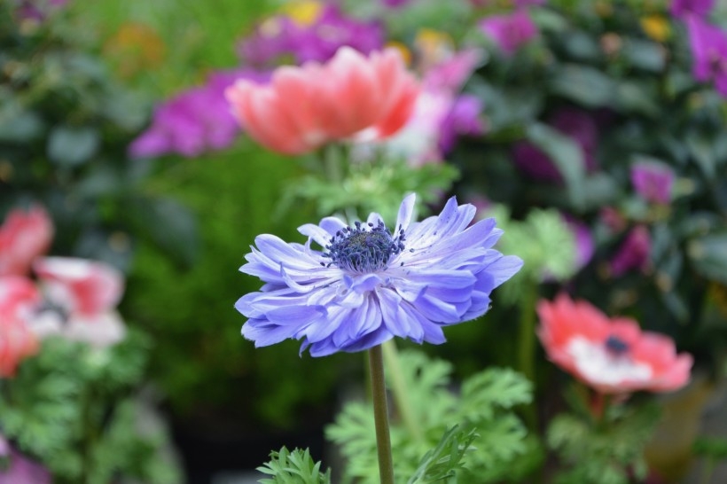 紫色日本银莲花植物图片图片