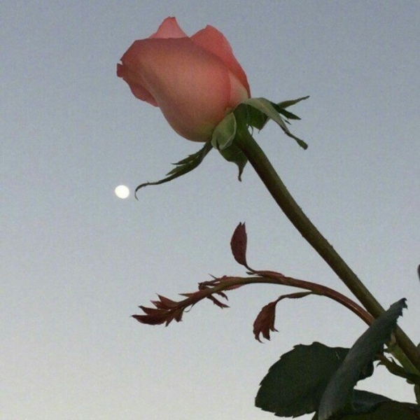 夜空下好看的小清新红玫瑰花意境图片