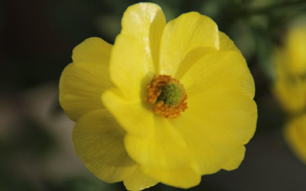 鲜艳可爱黄色花卉唯美植物图片