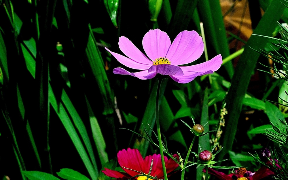 幸福之花格桑花植物图片