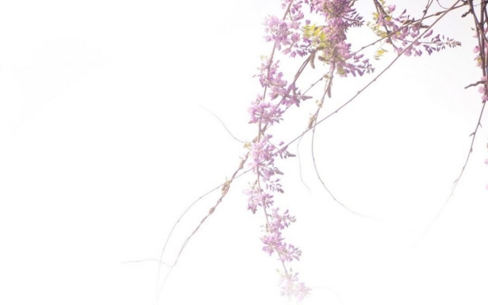 好看的紫藤兰植物图片