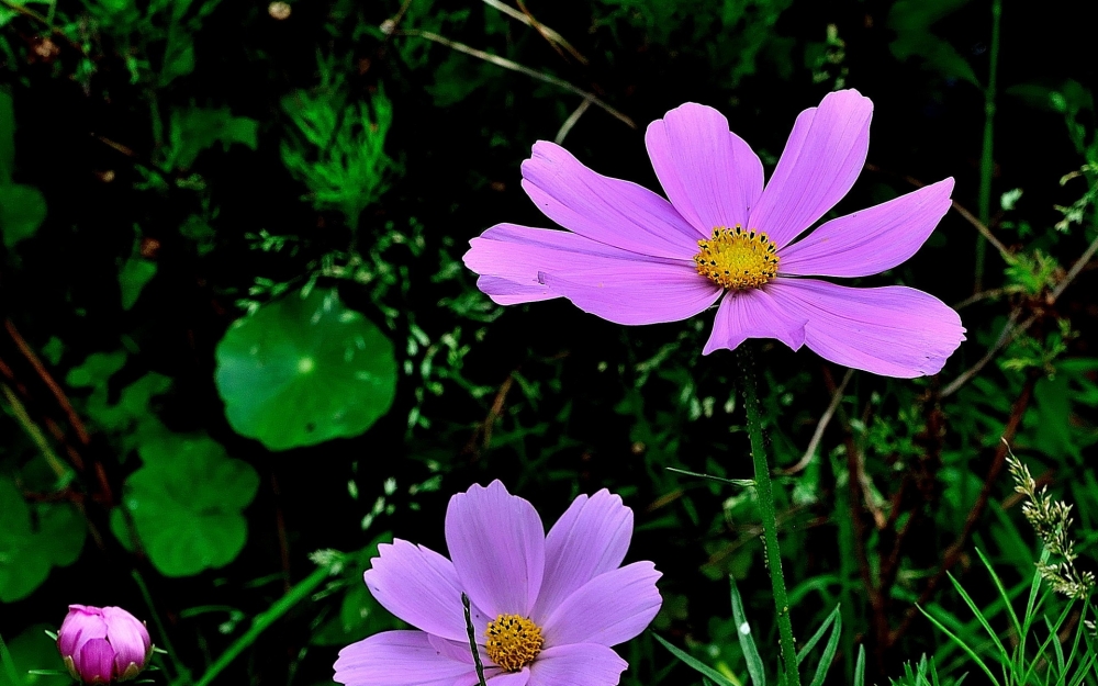 幸福之花格桑花植物图片