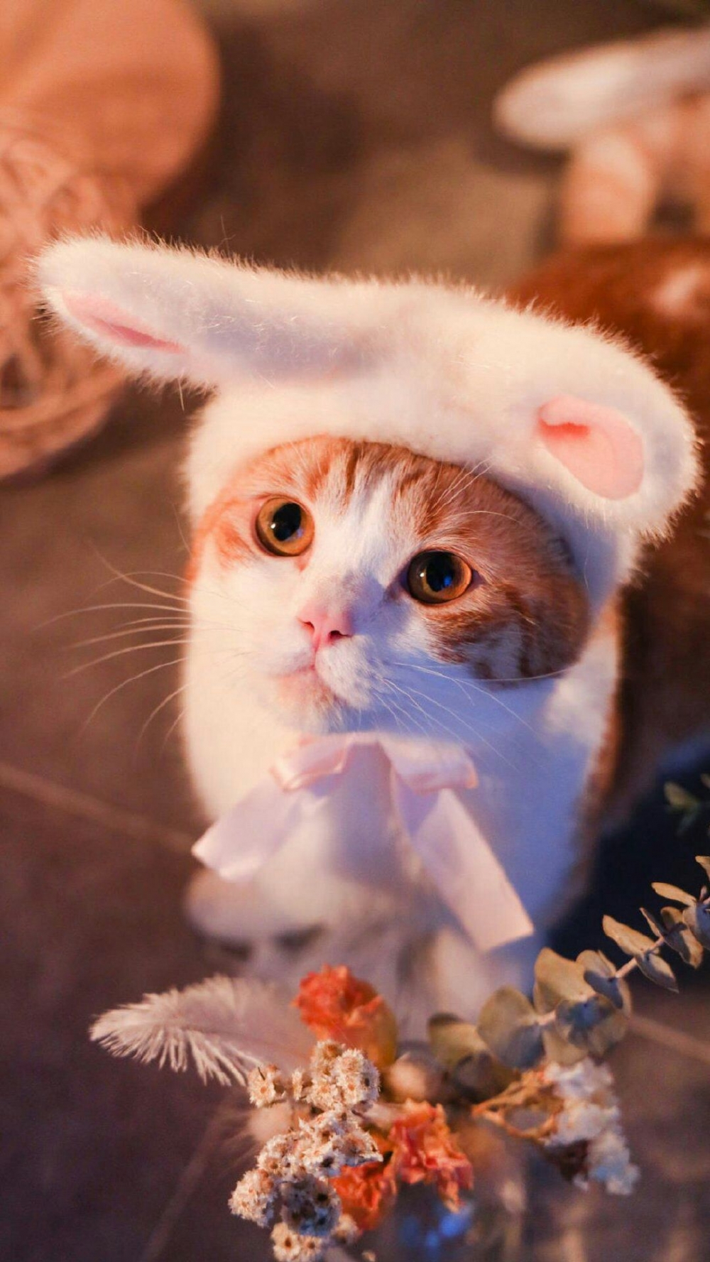 可爱的兔子猫咪图片