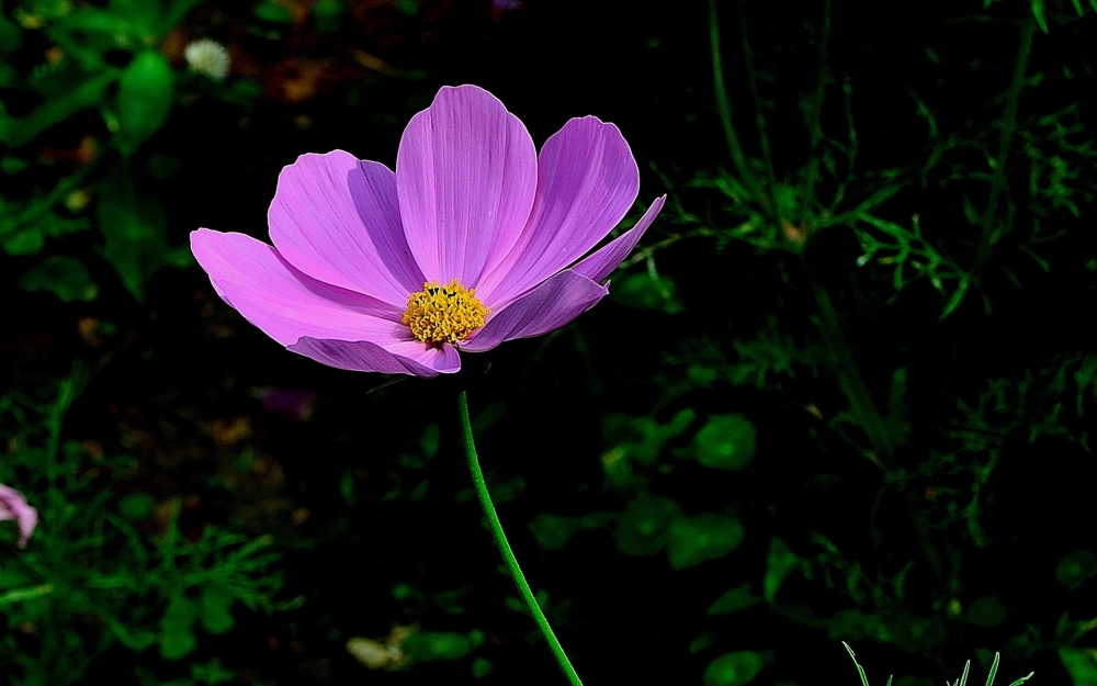 幸福之花格桑花植物图片