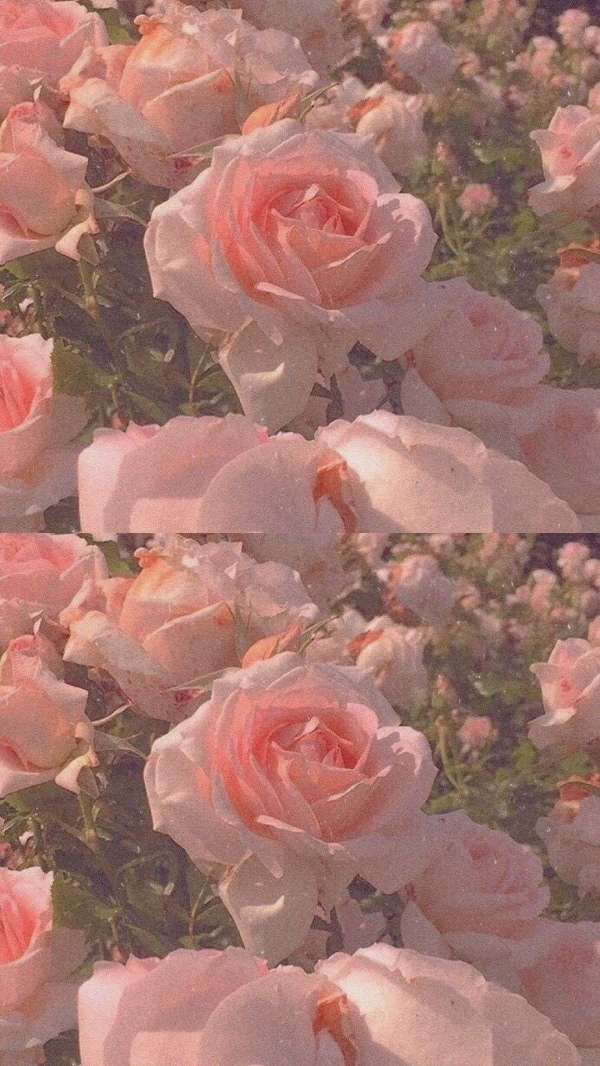 夕阳下盛开的玫瑰花小清新唯美图片