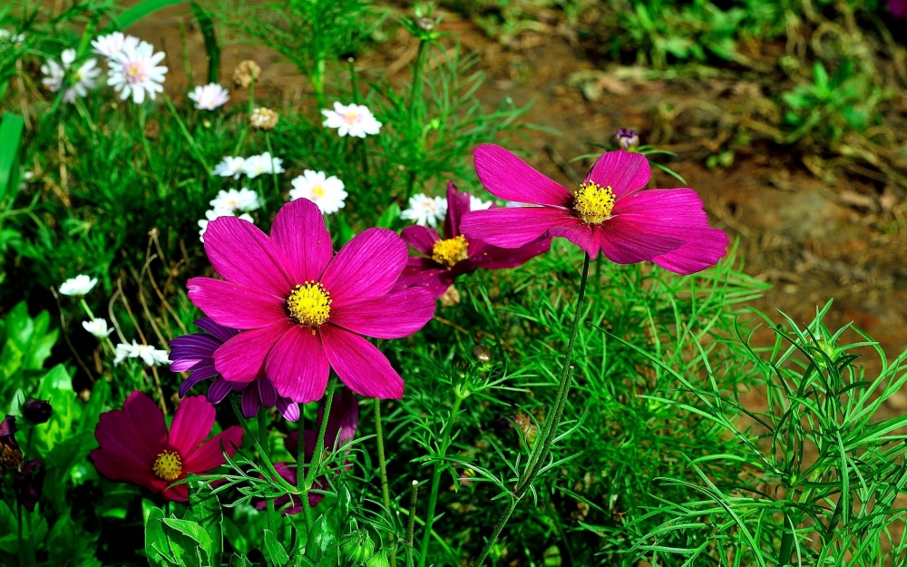 幸福之花格桑花植物图片