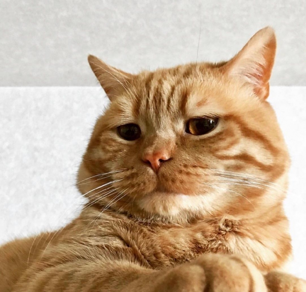 丧丧的可爱小猫咪图片