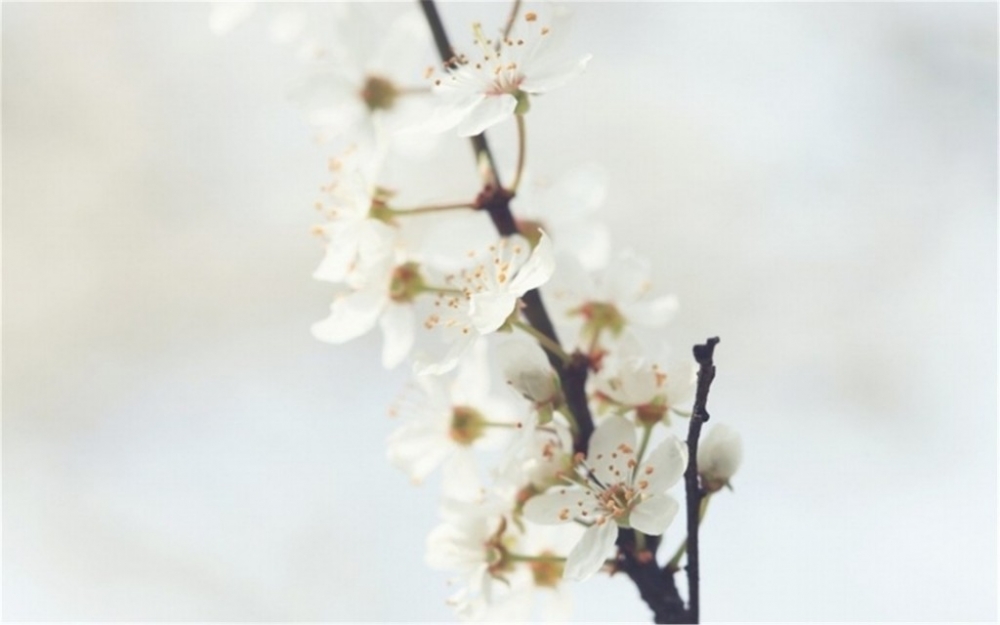 清新淡雅唯美樱花植物图片