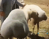 单身久了看羊的屁股都很性感爆笑图片