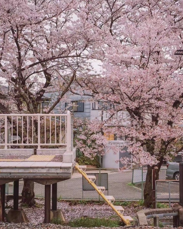 日本樱花唯美小清新图片