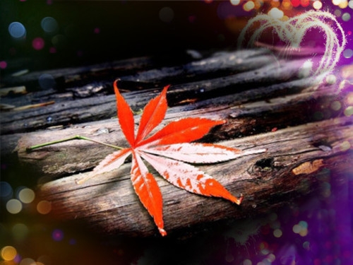 秋天好看的枫叶美景意境图片