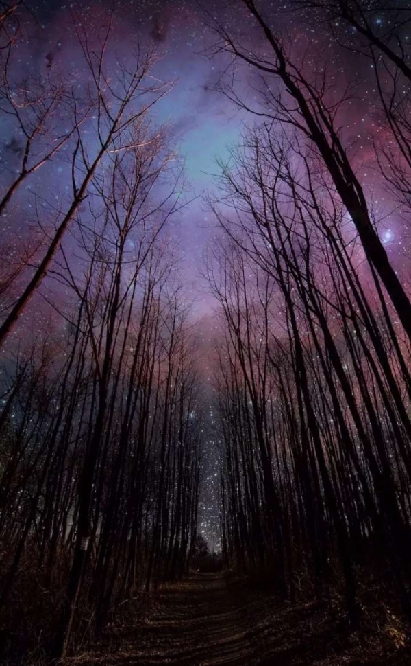 梦幻星空下的森林唯美手机壁纸图片
