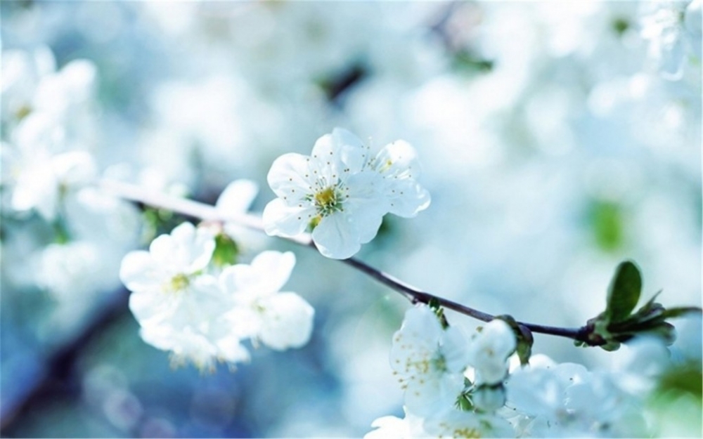 清新淡雅唯美樱花植物图片