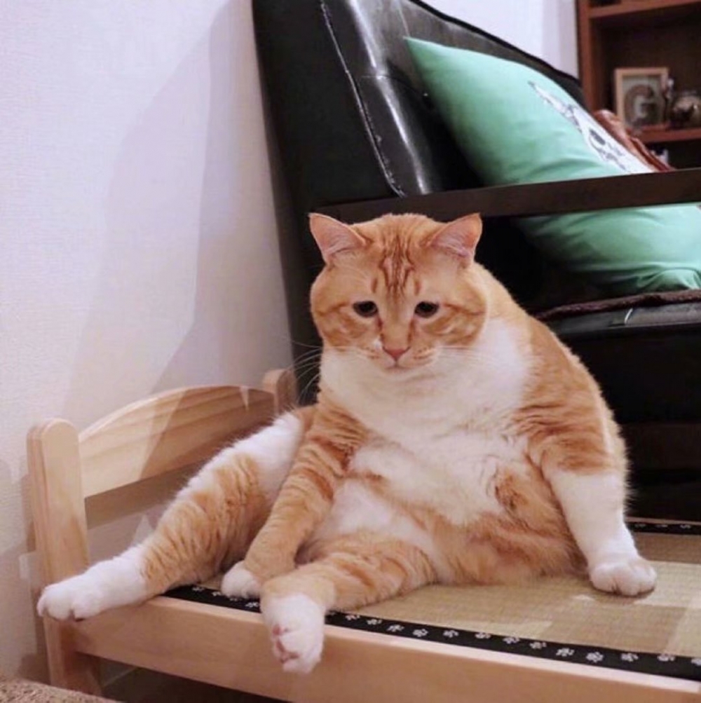 可爱的狸花猫图片
