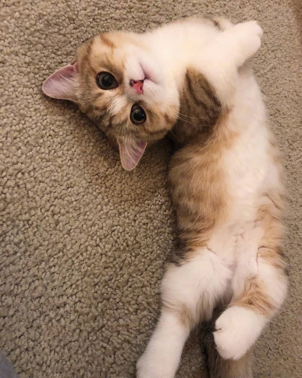 眼睛超大的可爱小短脚猫咪撒娇地上打滚卖萌图片