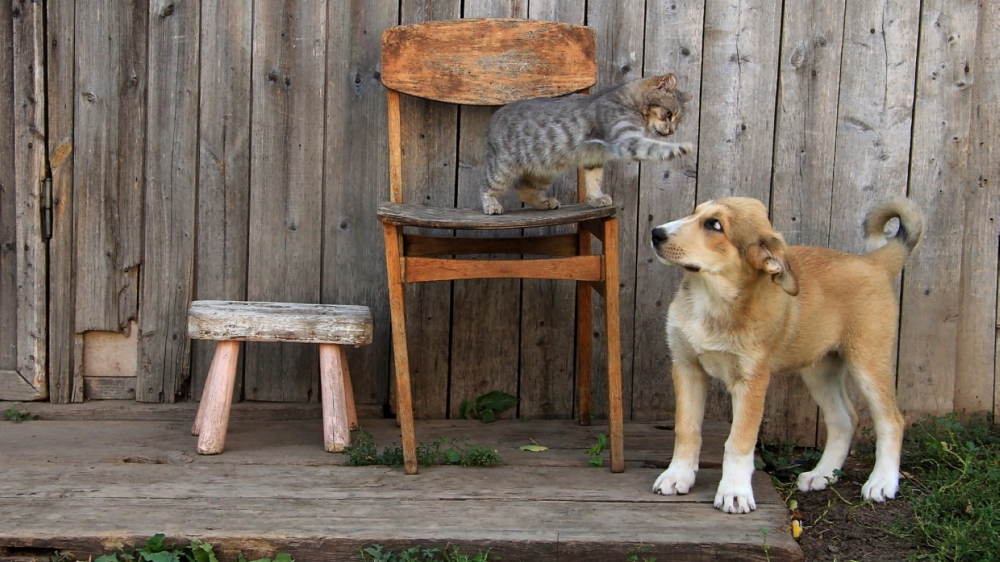 猫和狗亲昵合照的可爱软萌宠物高清电脑桌面壁纸图片