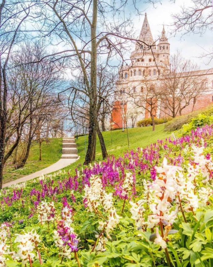 布达佩斯的春天开满花的树梦幻美丽的城市风景锁屏壁纸图片