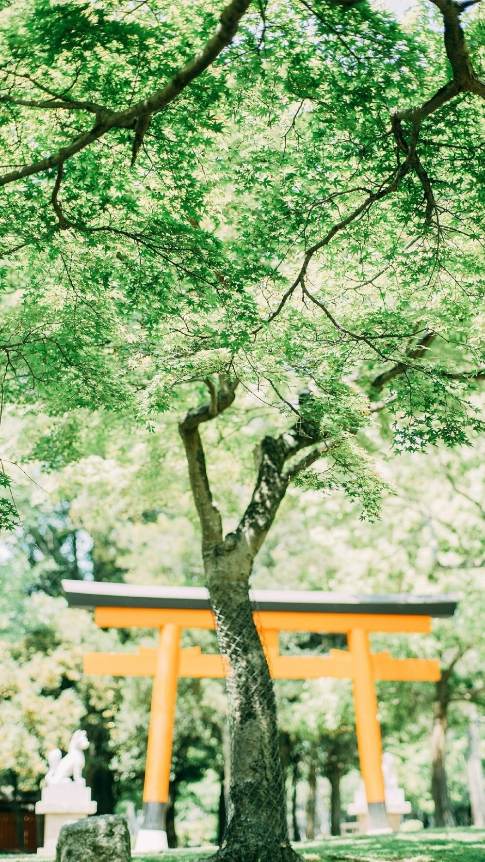 安静的夏日校园美景静物摄影图片