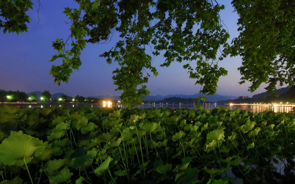 杭州西湖水倒映出花草树木的美景图片