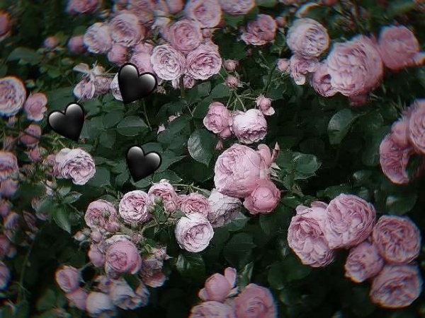 浅浅淡淡的粉红色玫瑰花清新唯美植物图片