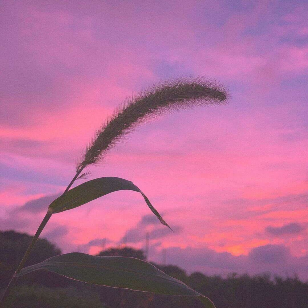 粉紫色的落日夕阳下孤单的狗尾巴草唯美意境图片